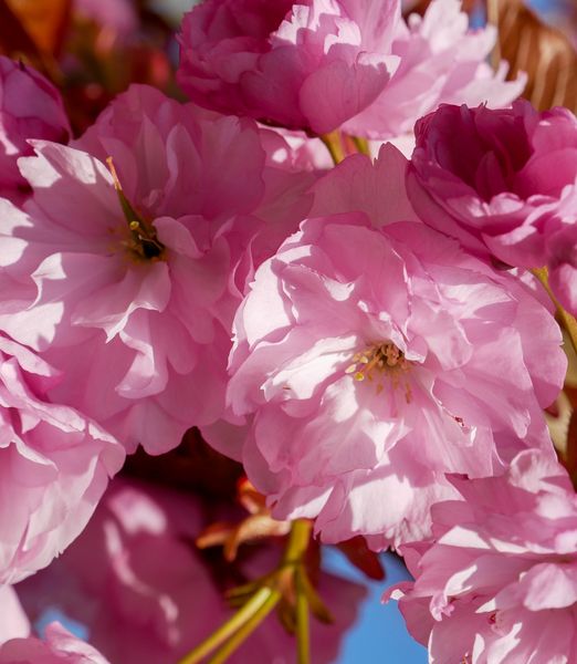 Prunus serrulata 'Kanzan'